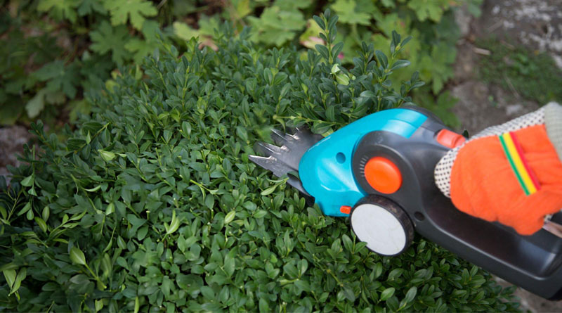 Best Electric Grass Shears
