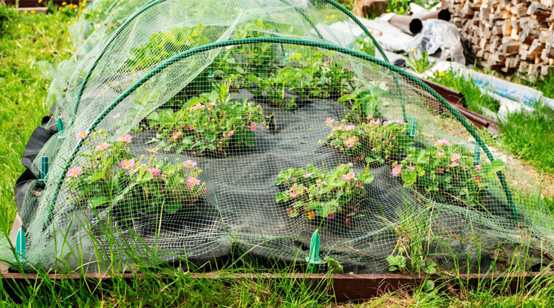 Best Garden Nettings
