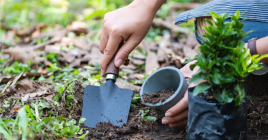 Best Garden Trowels
