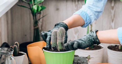 Best Gardening Gloves For Cactus
