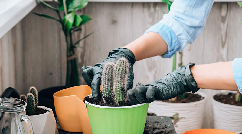 Best Gardening Gloves For Cactus