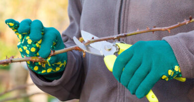 Best Gardening Gloves For Thorns