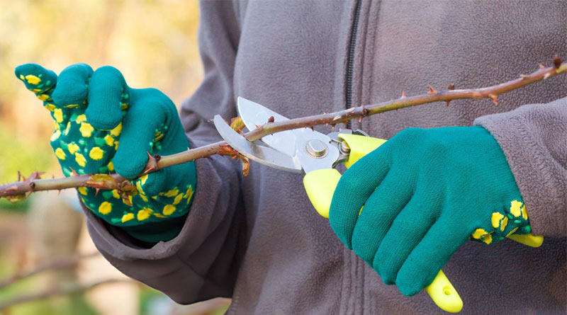 Best Gardening Gloves For Thorns