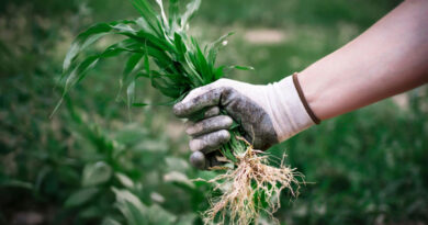 Best Gardening Gloves For Weeding
