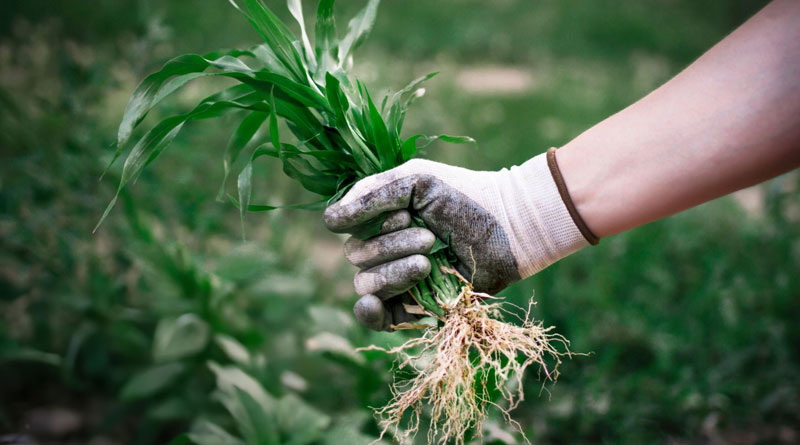 Best Gardening Gloves For Weeding
