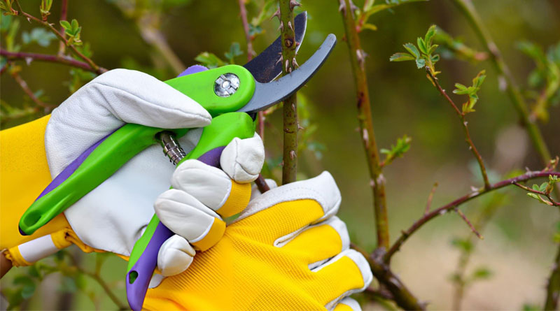 Best Gardening Gloves For Women