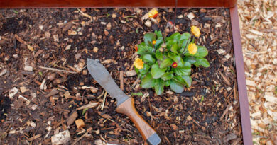 Best Hori-Hori Garden Knives