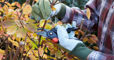 Best Pruning Shears For Gardening