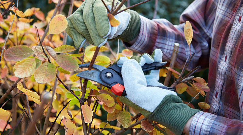 Best Pruning Shears For Gardening