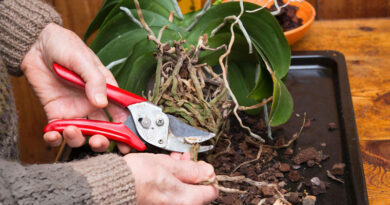Best Pruning Shears For Indoor Plants