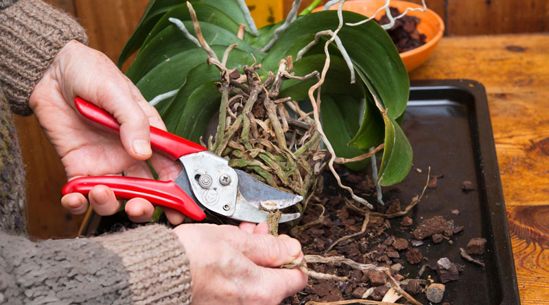 Best Pruning Shears For Indoor Plants