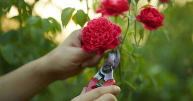Best Pruning Shears For Roses