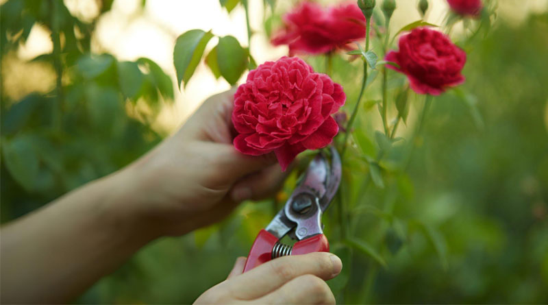 Best Pruning Shears For Roses