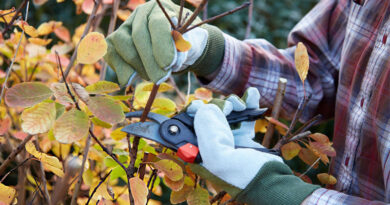 Best Pruning Shears For Small Hands