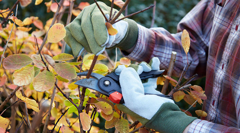 Best Pruning Shears For Small Hands
