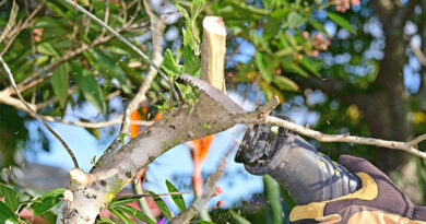 Best Reciprocating Saw Blades For Trees