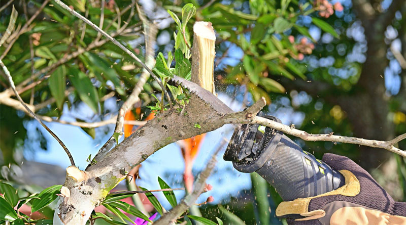 Best Reciprocating Saw Blades For Trees