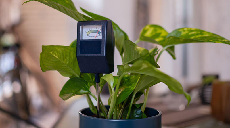 Best Soil Moisture Meters For Indoor Plants