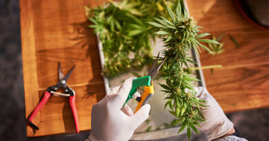 Best Trimming Scissors For Weed