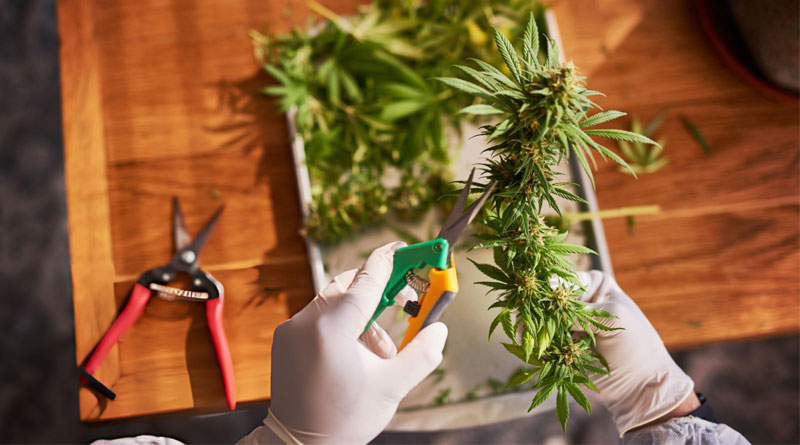 Best Trimming Scissors For Weed
