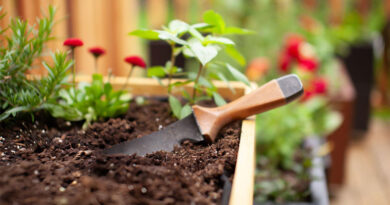 Best Weeders For Garden