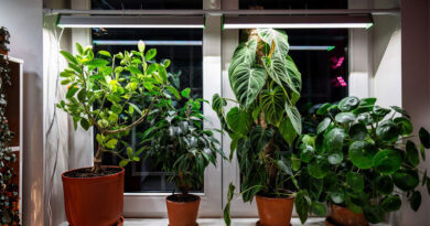 Best Budget Grow Lights