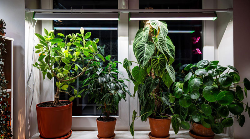 Best Budget Grow Lights