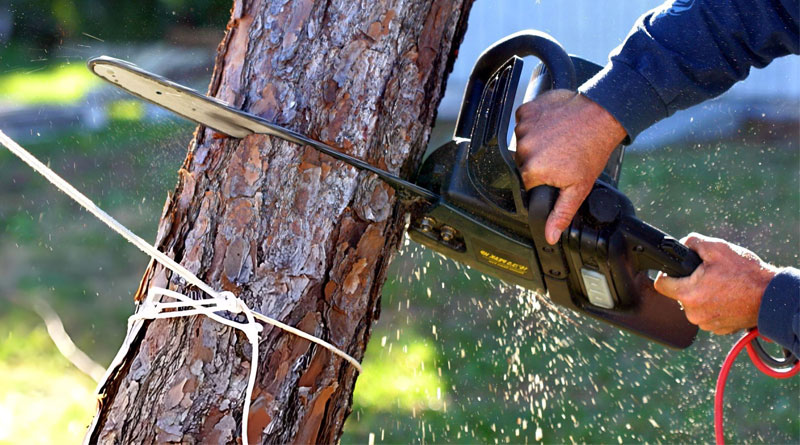 Best Electric Chainsaws For Cutting Trees