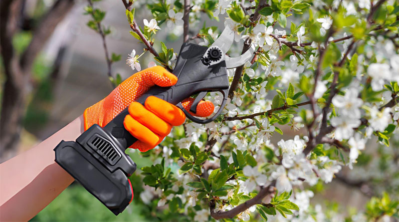 Best Electric Pruning Shears