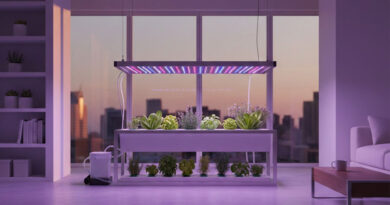 Best Grow Lights For Hydroponics