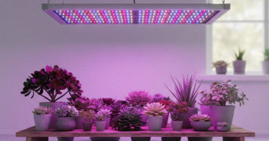 Best Grow Lights For Succulents
