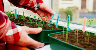 Best Seed Trays