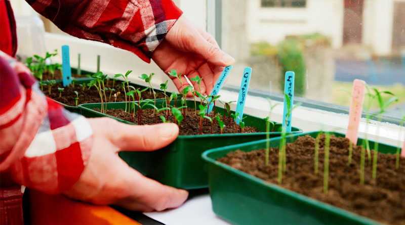 Best Seed Trays